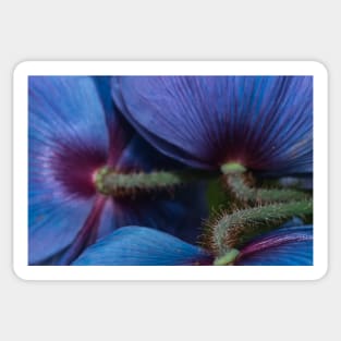 Himalayan Poppies Sticker